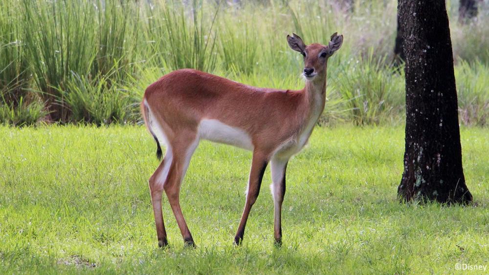 Red lechwe at Disney\'s Animal Kingdom Lodge
